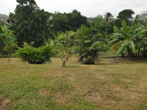 ein Feld mit einigen Palmen und Gras in der Unterkunft Appartement neuf et tout confort sur la Trinité in La Trinité