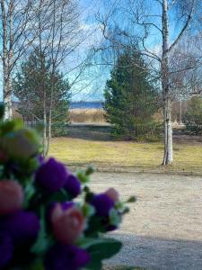 Un mazzo di fiori viola davanti a un parco di Lake hostel a Mustvee