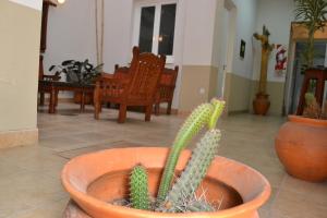 un cactus en una olla en una sala de estar en La Salamanca en Salta