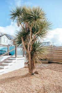 a palm tree on the beach next to a fence at The Hideout - Newquay - Fully Stocked Eco Escape in Newquay