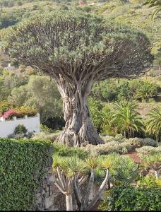 un gran árbol en medio de un jardín en Pintadera´s house/Tara en Icod de los Vinos