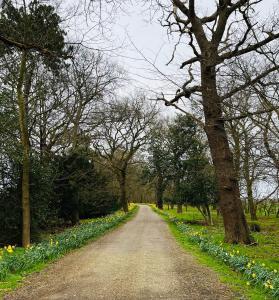 a dirt road with daffodils on the side at The Stables Apartment in Newark-on-Trent