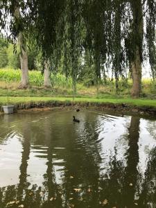 Widok na rzekę nieopodal tego domu wakacyjnego
