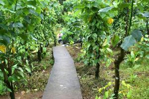 O grădină în afara Solitude Munnar