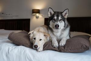 two dogs laying on a pillow on a bed at Auberge du Lac Taureau in Saint-Michel-des-Saints