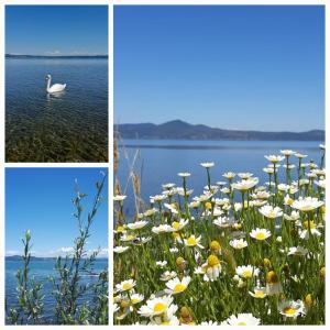 three pictures of flowers and a swan in the water at La casa nel vicolo in Bracciano