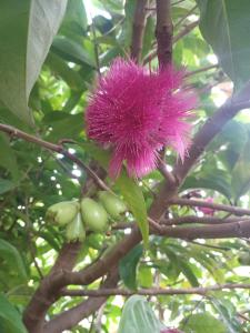 a purple flower on a tree with green fruits at Mango Garden Cottages in Tanetane