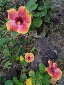 Giardino di Mango Garden Cottages