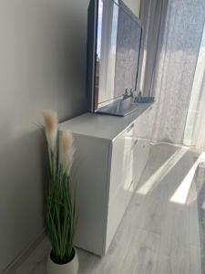 ein Badezimmer mit einem Waschbecken, einem Spiegel und einer Pflanze in der Unterkunft LAKE APARTMAN in Balatonfüred
