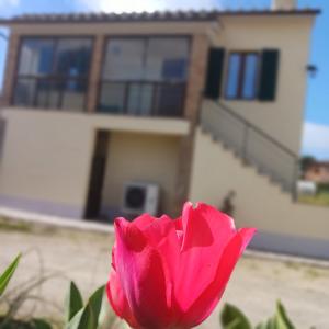 a pink rose in front of a house at Casa di zio in Monticiano