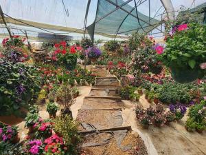 un invernadero lleno de muchos tipos diferentes de flores en Cabaña en Vivero, Dota, Jardin, en Jardín