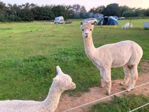 two llamas standing next to each other in a field at Two Jays Farm in Norwich