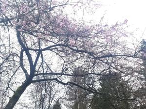 uma árvore com flores cor-de-rosa em Sunshine Suite em Vancouver