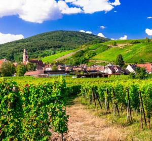 een wijngaard met een dorp op de achtergrond bij Villé centre - Gîte Le Villois - Au coeur de l'Alsace in Villé