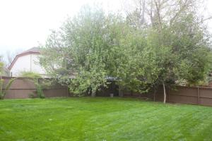 a yard with a tree and a fence at Amazing 4 Bedroom House with nice Backyard in Littleton