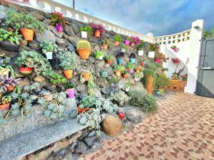 un muro di pietra con delle piante in vaso. di Casa Rural Eneida a Chiquenge