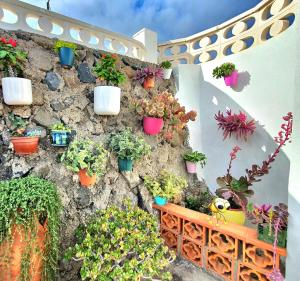 a wall with a bunch of potted plants on it at Casa Rural Eneida in Chiquenge