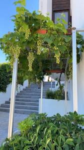 Zahrada ubytování Villa en Oropesa