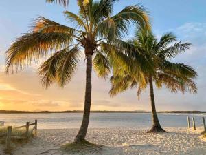 two palm trees on a beach near the water at Alby’s - Cotton Tree in Maroochydore