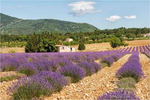 a lavender field with purple flowers in a field at Hotel D'Albion in Sault-de-Vaucluse