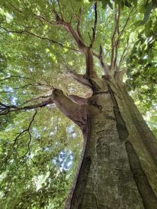 Gallery image of Tente Tipi en pleine forêt in Burzet