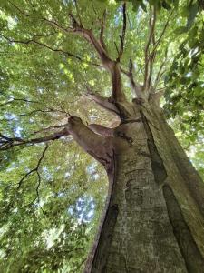 a tall tree looking up into the sky at Tente Tipi en pleine forêt in Burzet +4 photos