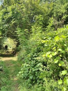 una vaca caminando por un camino en el bosque en Tente Tipi en pleine forêt, en Burzet
