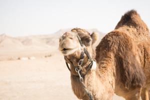 a camel in the desert looking up at the sky at Kfar Hanokdim - Desert Guest Rooms in Arad