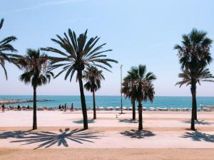 a group of palm trees on a beach with the ocean at La Bodega Suites in Hospitalet de Llobregat