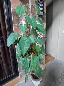 a green plant in a pot next to a wall at Regal425 Condotel in Angeles