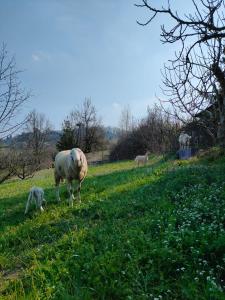una oveja y un perro parados en un campo en B&B Naturin - Cascina Colombaro, en Lauriano