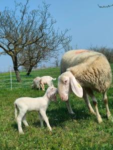 una oveja y dos corderos parados en un campo en B&B Naturin - Cascina Colombaro, en Lauriano