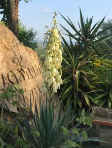 a plant with white flowers next to a rock at Agriturismo Casallario in Volterra