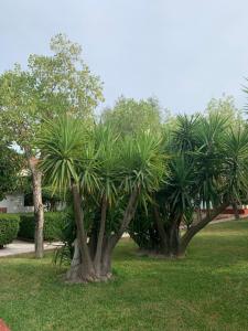A garden outside Alykes Park Bungalows