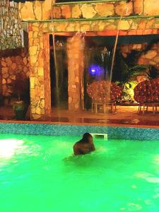 un orso che nuota in una piscina in un resort di Blue Palm Resort Ghana a Abia