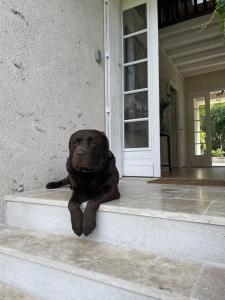 un chien noir se posant sur les marches d'une maison dans l'établissement Villa Cassandre, à Esvres