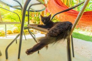 a black cat sitting on top of a chair at Casita Chinola - Playa El Encuentro in Bombita