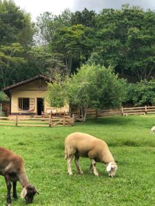 two sheep grazing in the grass in a field at Sitio Eco Friends - Perfeita para Casal e Família! in São Bento do Sapucaí
