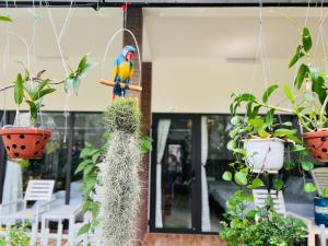 a colorful bird perched on a bird feeder with plants at Canary Bungalow in Phú Quốc