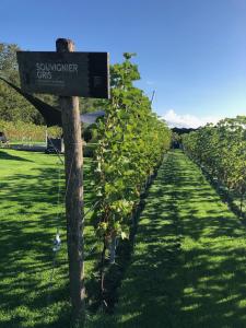 a sign on a tree in a row of vines at Life Contains Beautiful Things in Almere