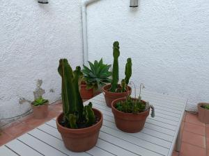 un grupo de plantas de cactus en macetas sobre una mesa en Casa Rural Casa Sagasta, en Elche de la Sierra