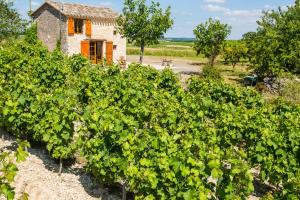 Vonkajšia záhrada v ubytovaní la cabane du vigneron
