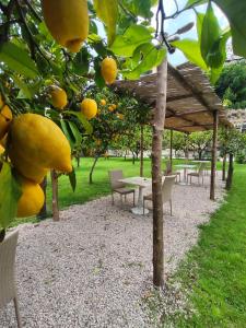 a group of tables and chairs under a tree with oranges at Casa Amorino in Minori