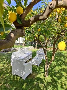 un gruppo di scatole poste sotto un albero di limoni di Casa Amorino a Minori