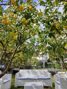 two white chairs sitting under an orange tree at Casa Amorino in Minori