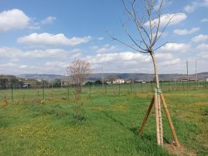 a tree in the middle of a field at Agricampeggio Oro Verde in Verona