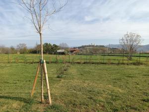 a tree in the middle of a field at Agricampeggio Oro Verde in Verona