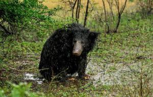 a black bear sitting on the ground in the woods at Allure Yala - Lakeside Luxury Suites in Yala