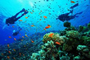 duas pessoas nadando sobre um recife de coral com peixes em Elba House em Bocas del Toro