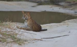 a leopard sitting on the sand near a body of water at Allure Yala - Lakeside Luxury Suites in Yala